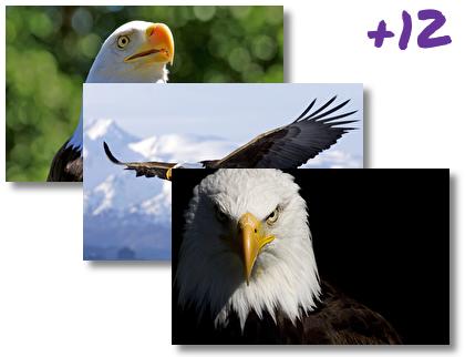 Bald Eagle theme pack