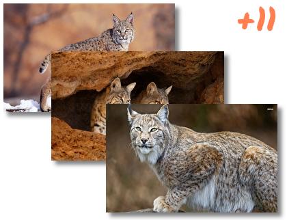 Bobcat theme pack