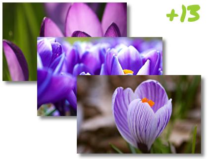 Crocus theme pack