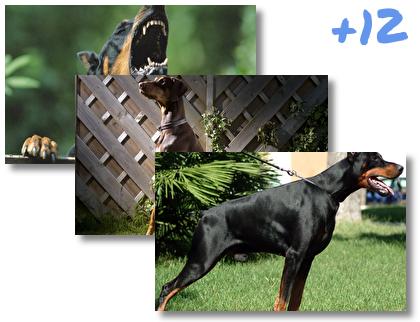 Doberman theme pack