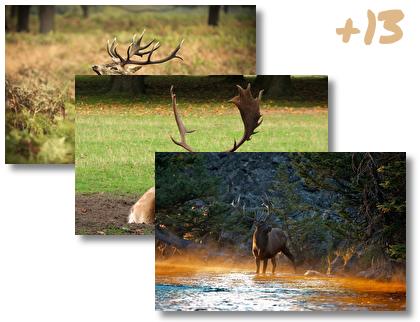 Elk theme pack