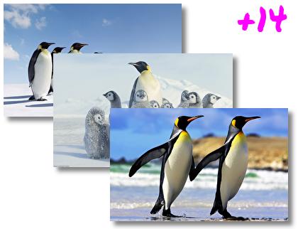 Emperor Penguin theme pack