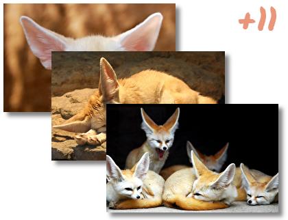 Fennec Fox theme pack