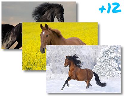 Horses theme pack