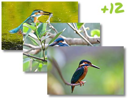 Kingfisher theme pack