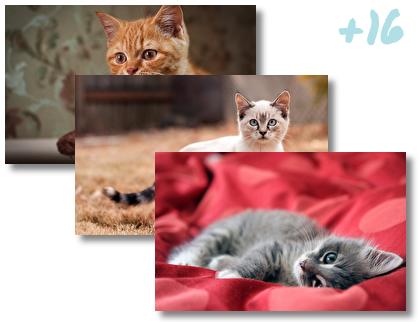 Kitten theme pack