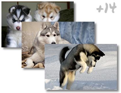 Siberian Husky theme pack