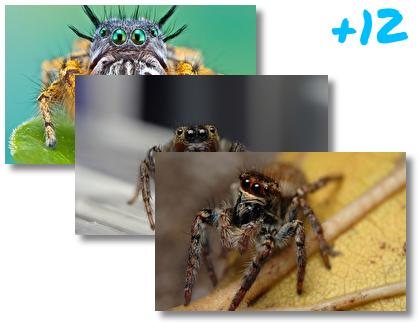 Spider theme pack