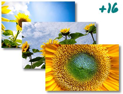 Sunflower theme pack